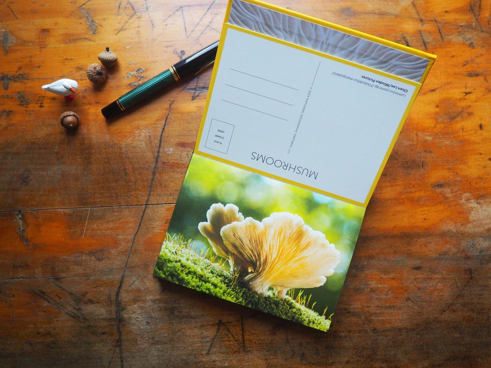 National Geographic - Mushrooms - 50 Postcards - Image 2