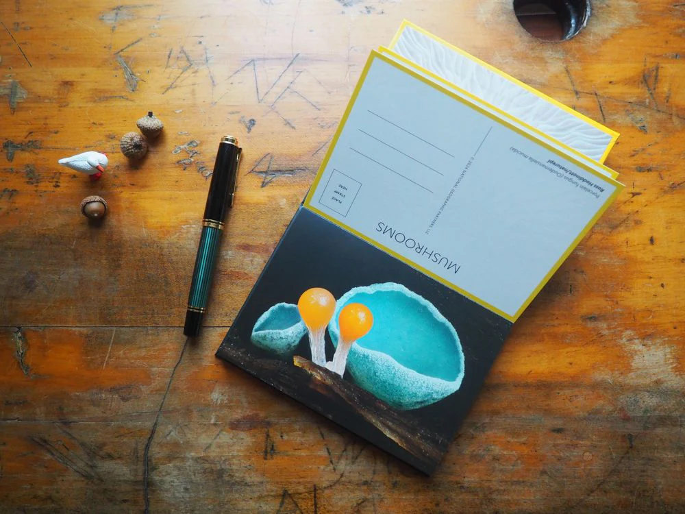 National Geographic - Mushrooms - 50 Postcards - Image 4