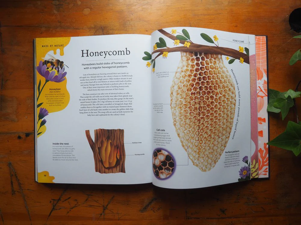 Nature's Treasures: Tales Of More Than 100 Extraordinary Objects From Nature by Ben Hoare - Image 5