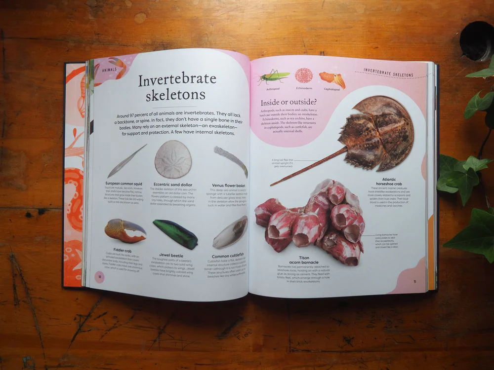Nature's Treasures: Tales Of More Than 100 Extraordinary Objects From Nature by Ben Hoare - Image 7