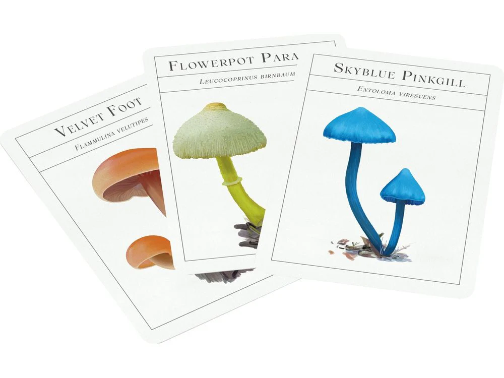 The Deck of Mushrooms by Dr. Sapphire McMullan-Fisher - Image 2